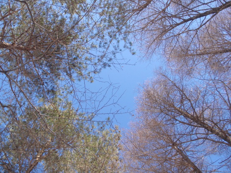 樹の風景